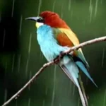 دانلود ریمیکس هایده بارون یعنی (هوش مصنوعی)